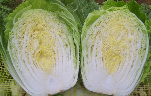 Chinese Cabbage seed